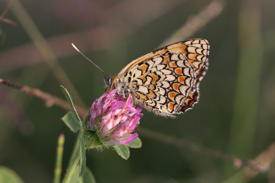 Quali Melitaea?